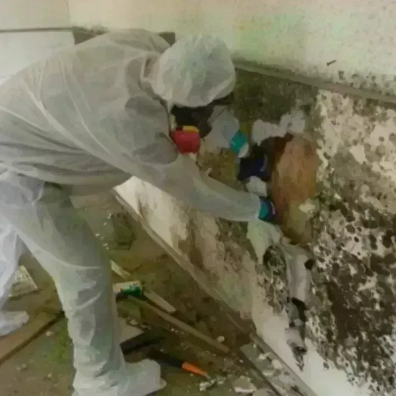 Mold Remediation and Removal in Houston County, TN